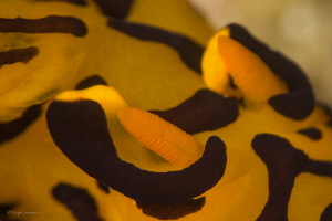 Close up of a Pikachu by Pepe Suarez 